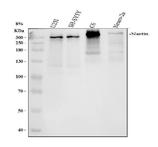 Anti-Nestin Rabbit Monoclonal Antibody