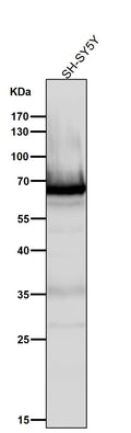 All lanes use the Antibody at 1:3K dilution for 1 hour at room temperature.
