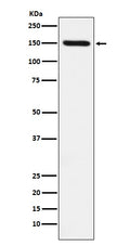 Western blot analysis of CD163 expression in Human fetal liver cell lysate.