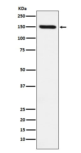 Western blot analysis of CD163 expression in Human fetal liver cell lysate.