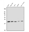 Anti-DHFR Antibody Picoband® (monoclonal, 3C8)
