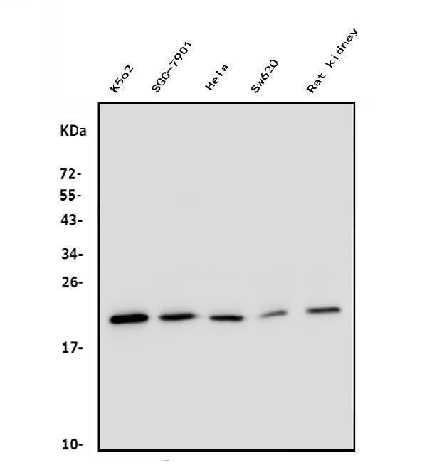 Anti-DHFR Antibody Picoband® (monoclonal, 3C8)