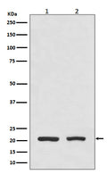 Western blot analysis of DHFR expression in (1) HeLa cell lysate; (2) Mouse spleen lysate.