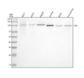 Anti-Fibrinogen alpha chain Rabbit Monoclonal Antibody