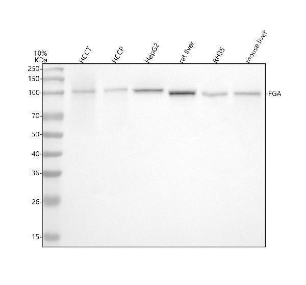 Anti-Fibrinogen alpha chain Rabbit Monoclonal Antibody