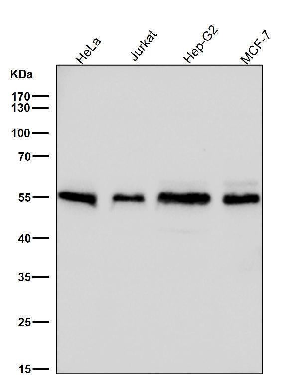 All lanes use the Antibody at 1:3K dilution for 1 hour at room temperature.