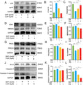 Anti-PKC delta PRKCD Rabbit Monoclonal Antibody