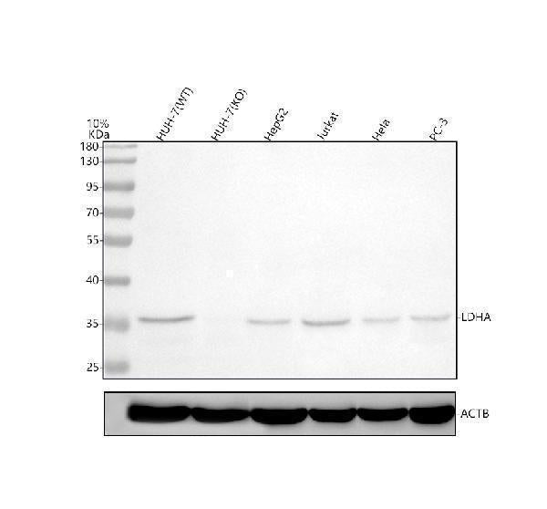 Anti-LDHA Rabbit Monoclonal Antibody