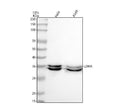 Anti-Lactate Dehydrogenase LDHA Rabbit Monoclonal Antibody