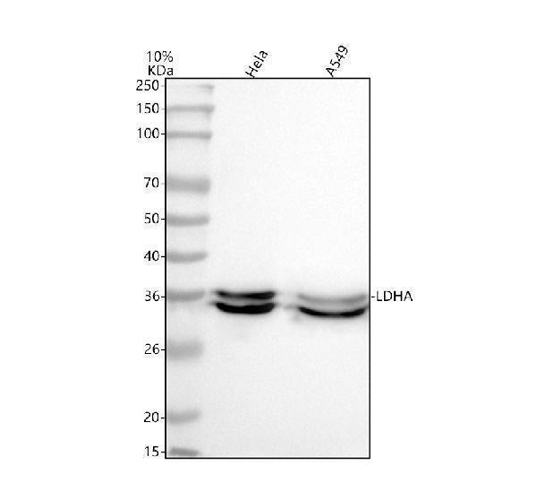 Anti-Lactate Dehydrogenase LDHA Rabbit Monoclonal Antibody