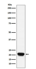 Western blot analysis of RHEB expression in Raji cell lysate.