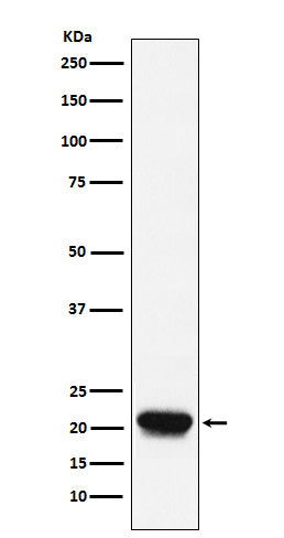 Western blot analysis of RHEB expression in Raji cell lysate.