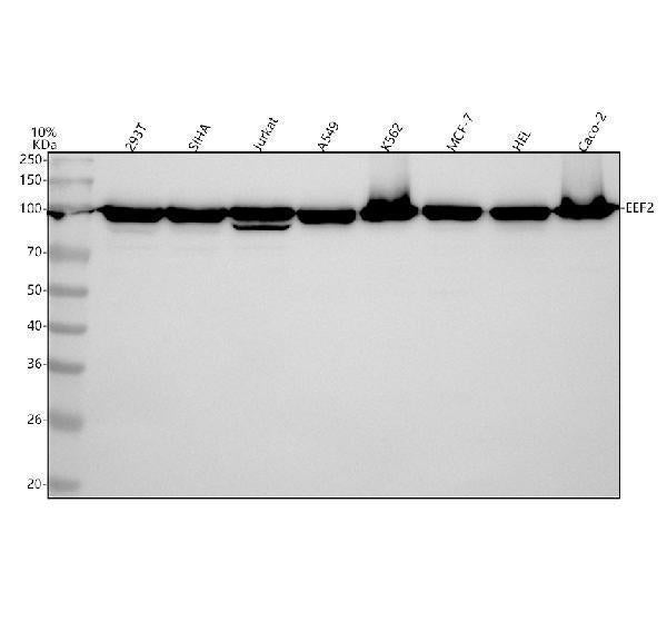 Anti-EEF2 Monoclonal Antibody