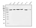 Anti-EEF2 Picoband® Antibody (monoclonal, 5F5)
