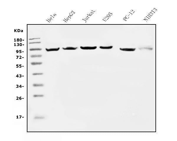 Anti-EEF2 Picoband® Antibody (monoclonal, 5F5)