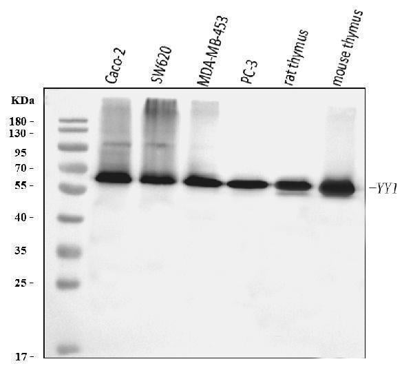 Anti-YY1 Antibody Picoband® (monoclonal, 3F3E7)