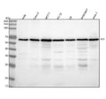 Anti-YY1 Rabbit Monoclonal Antibody