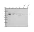 Anti-RelB Rabbit Monoclonal Antibody