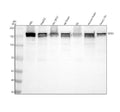 Anti-SOS1 Rabbit Monoclonal Antibody