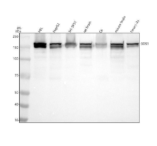 Anti-SOS1 Rabbit Monoclonal Antibody