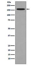 Anti-KMT4 / Dot1L Rabbit Monoclonal Antibody