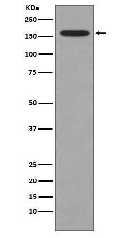 Anti-KMT4 / Dot1L Rabbit Monoclonal Antibody