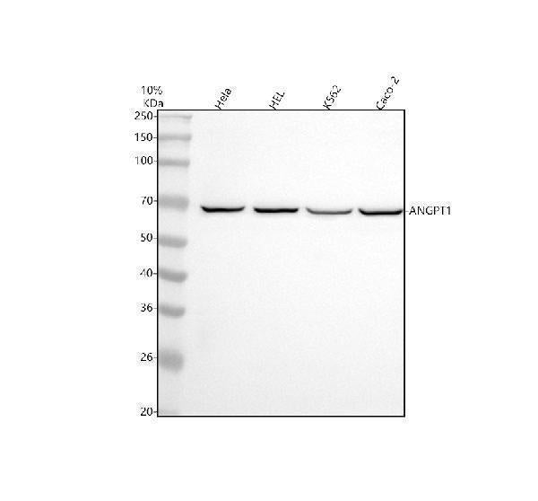 Anti-Angiopoietin 1 ANGPT1 Rabbit Monoclonal Antibody