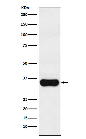 Western blot analysis of MC1 Receptor expression in A375 cell lysate.