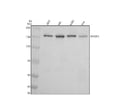 Anti-KAT13A / SRC1 Monoclonal Antibody