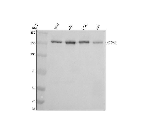Anti-KAT13A / SRC1 Monoclonal Antibody