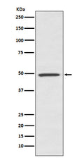 Western blot analysis of BMP7 expression in human fetal kidney lysate.