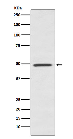 Western blot analysis of BMP7 expression in human fetal kidney lysate.