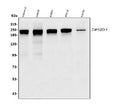 Anti-TJP1 Antibody Picoband® (monoclonal, 3E12)