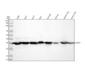 Anti-Annexin A2 ANXA2 Rabbit Monoclonal Antibody