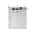 Anti-ADAR1 Monoclonal Antibody
