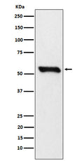 Western blot analysis of DLDH expression in 293T cell lysate.