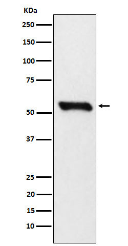 Western blot analysis of DLDH expression in 293T cell lysate.