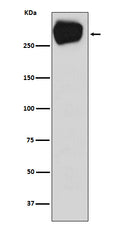 Western blot analysis of MRP1 expression in A431 cell lysate.