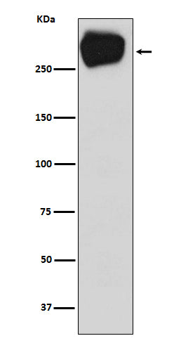 Western blot analysis of MRP1 expression in A431 cell lysate.