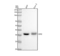 Anti-CDX2 Rabbit Monoclonal Antibody