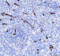Anti-CD34 Rabbit Monoclonal Antibody
