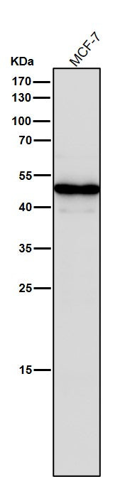 All lanes use the Antibody at 1:1W dilution for 1 hour at room temperature.