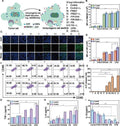 Anti-Calreticulin Rabbit Monoclonal Antibody