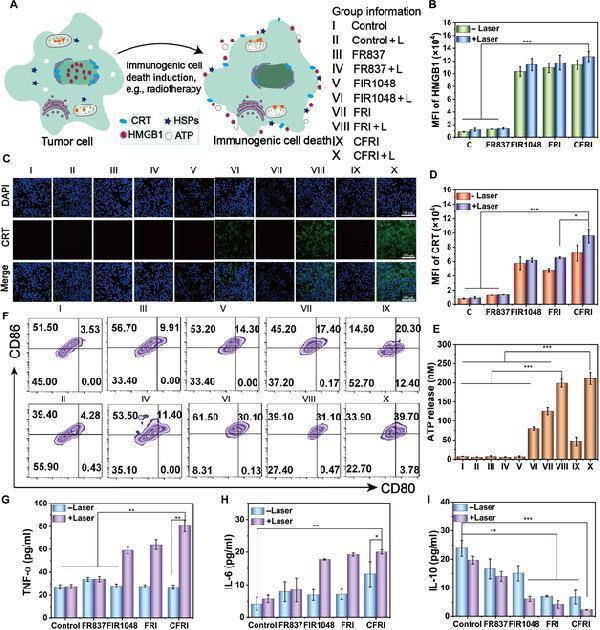Anti-Calreticulin Rabbit Monoclonal Antibody