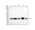 Anti-Lin28B Rabbit Monoclonal Antibody