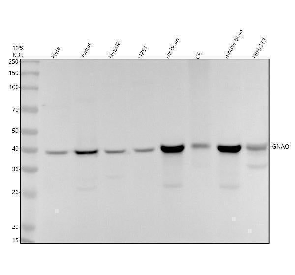 Anti-GNAQ Rabbit Monoclonal Antibody