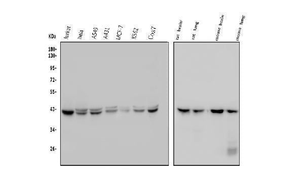 Anti-GNAQ Antibody Picoband® (monoclonal, 13H4)