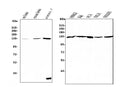 Anti-RENT1/hUPF1 Antibody Picoband® (monoclonal, 11E7)