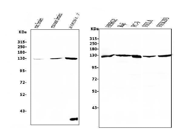 Anti-RENT1/hUPF1 Antibody Picoband® (monoclonal, 11E7)