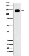 Western blot analysis of GTF2I expression in Jurkat cell lysate.